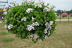 Reach Out White Geranium (Pelargonium 'Reach Out White') at Lakeshore Garden Centres
