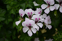 Reach Out White Geranium (Pelargonium 'Reach Out White') at Lakeshore Garden Centres