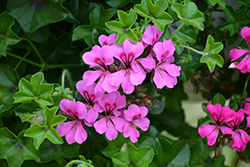 Reach Out Light Purple Geranium (Pelargonium 'Reach Out Light Purple') at Lakeshore Garden Centres