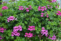 Reach Out Light Purple Geranium (Pelargonium 'Reach Out Light Purple') at Lakeshore Garden Centres