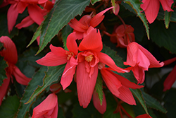 Bossa Nova Rose Shades Begonia (Begonia boliviensis 'Bossa Nova Rose Shades') at Lakeshore Garden Centres
