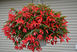 Bossa Nova Rose Shades Begonia (Begonia boliviensis 'Bossa Nova Rose Shades') at Lakeshore Garden Centres
