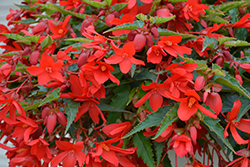 Bossa Nova Red Shades Begonia (Begonia boliviensis 'Bossa Nova Red Shades') at Lakeshore Garden Centres