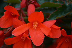 Bossa Nova Orange Shades Begonia (Begonia boliviensis 'Bossa Nova Orange Shades') at Lakeshore Garden Centres