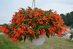 Bossa Nova Orange Shades Begonia (Begonia boliviensis 'Bossa Nova Orange Shades') at Lakeshore Garden Centres