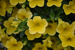 Lindura Yellow Calibrachoa (Calibrachoa 'Lindura Yellow') at Lakeshore Garden Centres