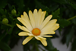 Osticade Lemon African Daisy (Osteospermum 'Osticade Lemon') at Lakeshore Garden Centres