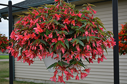 Bossa Nova Pink Glow Begonia (Begonia boliviensis 'Bossa Nova Pink Glow') at Lakeshore Garden Centres