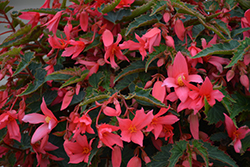 Bossa Nova Pink Glow Begonia (Begonia boliviensis 'Bossa Nova Pink Glow') at Lakeshore Garden Centres