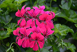 Reach Out Hot Pink Geranium (Pelargonium 'Reach Out Hot Pink') at Lakeshore Garden Centres