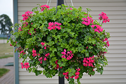 Reach Out Hot Pink Geranium (Pelargonium 'Reach Out Hot Pink') at Lakeshore Garden Centres