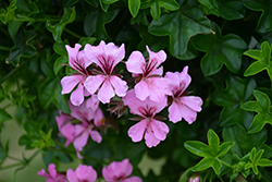 Reach Out Pink Geranium (Pelargonium 'Reach Out Pink') at Lakeshore Garden Centres