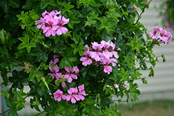 Reach Out Pink Geranium (Pelargonium 'Reach Out Pink') at Lakeshore Garden Centres