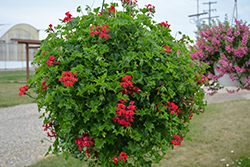 Reach Out Red Geranium (Pelargonium 'Reach Out Red') at Lakeshore Garden Centres