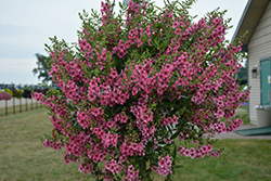 Angelface Cascade Pink Angelonia (Angelonia angustifolia 'ANCASPI') at Lakeshore Garden Centres