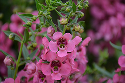 Angelface Cascade Pink Angelonia (Angelonia angustifolia 'ANCASPI') at Lakeshore Garden Centres