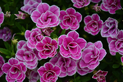 Superbells Doublette Love Swept Calibrachoa (Calibrachoa 'USCAL81302') at Lakeshore Garden Centres