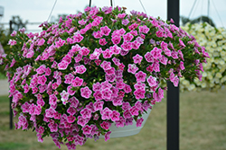 Superbells Doublette Love Swept Calibrachoa (Calibrachoa 'USCAL81302') at Lakeshore Garden Centres