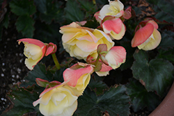 Fragrant Falls Lemon Begonia (Begonia 'Fragrant Falls Lemon') at Lakeshore Garden Centres