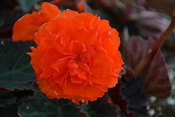 Fragrant Falls Orange Begonia (Begonia 'Fragrant Falls Orange') at Lakeshore Garden Centres