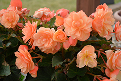 Fragrant Falls Peach Begonia (Begonia 'Fragrant Falls Peach') at Lakeshore Garden Centres