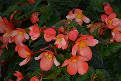 Waterfall Angel Soft Orange Begonia (Begonia boliviensis 'Angel Soft Orange') at Lakeshore Garden Centres