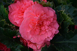 Nonstop Pink Begonia (Begonia 'Nonstop Pink') at A Very Successful Garden Center