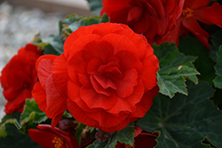 Nonstop Deep Red Begonia (Begonia 'Nonstop Deep Red') at A Very Successful Garden Center