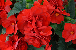 Nonstop Deep Red Begonia (Begonia 'Nonstop Deep Red') at A Very Successful Garden Center
