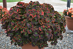 Stained Glassworks Tilt A Whirl Coleus (Solenostemon scutellarioides 'Tilt A Whirl') at Lakeshore Garden Centres