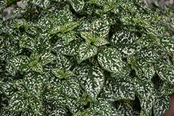 Hippo White Polka Dot Plant (Hypoestes phyllostachya 'G15180') at Lakeshore Garden Centres