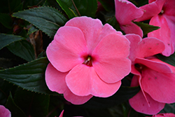 Painted Select Light Rose New Guinea Impatiens (Impatiens hawkeri 'Paradise Select Light Rose') at Lakeshore Garden Centres