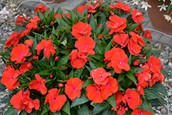 Magnum Red Flame New Guinea Impatiens (Impatiens 'Magnum Red Flame') at Lakeshore Garden Centres