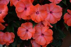 Magnum Wild Salmon New Guinea Impatiens (Impatiens 'Magnum Wild Salmon') at Lakeshore Garden Centres