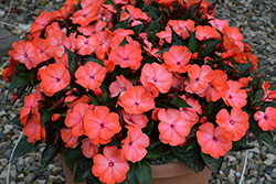 Magnum Wild Salmon New Guinea Impatiens (Impatiens 'Magnum Wild Salmon') at Lakeshore Garden Centres