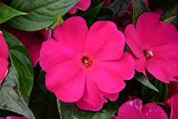 Magnum Purple New Guinea Impatiens (Impatiens 'Magnum Purple') at Lakeshore Garden Centres