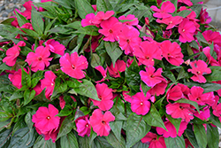 Magnum Purple New Guinea Impatiens (Impatiens 'Magnum Purple') at Lakeshore Garden Centres