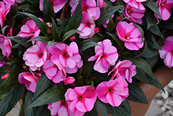 Magnum Lavender Splash New Guinea Impatiens (Impatiens 'Magnum Lavender Splash') at Lakeshore Garden Centres