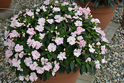 Wild Romance Blush Pink New Guinea Impatiens (Impatiens 'Wild Romance Blush Pink') at Lakeshore Garden Centres