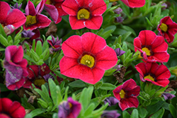 Lia Raspberry Calibrachoa (Calibrachoa 'Lia Raspberry') at Lakeshore Garden Centres