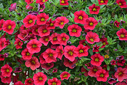 Lia Raspberry Calibrachoa (Calibrachoa 'Lia Raspberry') at Lakeshore Garden Centres
