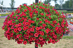 Lia Raspberry Calibrachoa (Calibrachoa 'Lia Raspberry') at Lakeshore Garden Centres