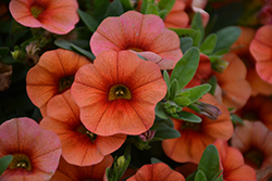 Lia Melon Calibrachoa (Calibrachoa 'Lia Melon') at Lakeshore Garden Centres