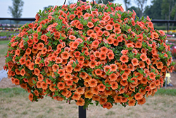Lia Melon Calibrachoa (Calibrachoa 'Lia Melon') at Lakeshore Garden Centres