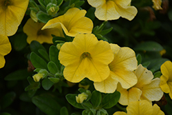 Colibri Lemon Calibrachoa (Calibrachoa 'Colibri Lemon') at Lakeshore Garden Centres