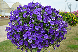 Headliner Night Sky Petunia (Petunia 'KLEPH15313') at Lakeshore Garden Centres