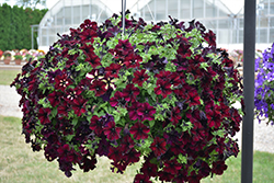 Headliner Starry Sky Burgundy Petunia (Petunia 'KLEPH18389') at Lakeshore Garden Centres