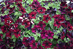 Headliner Starry Sky Burgundy Petunia (Petunia 'KLEPH18389') at Lakeshore Garden Centres