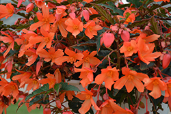 Beauvilia Salmon Begonia (Begonia boliviensis 'Beauvilia Salmon') at Lakeshore Garden Centres