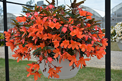 Beauvilia Salmon Begonia (Begonia boliviensis 'Beauvilia Salmon') at Lakeshore Garden Centres